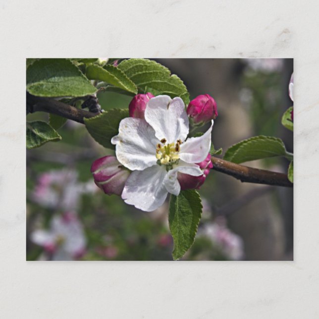 Postal 03 Apple Blossoms Winchester VA Postcard (Anverso)