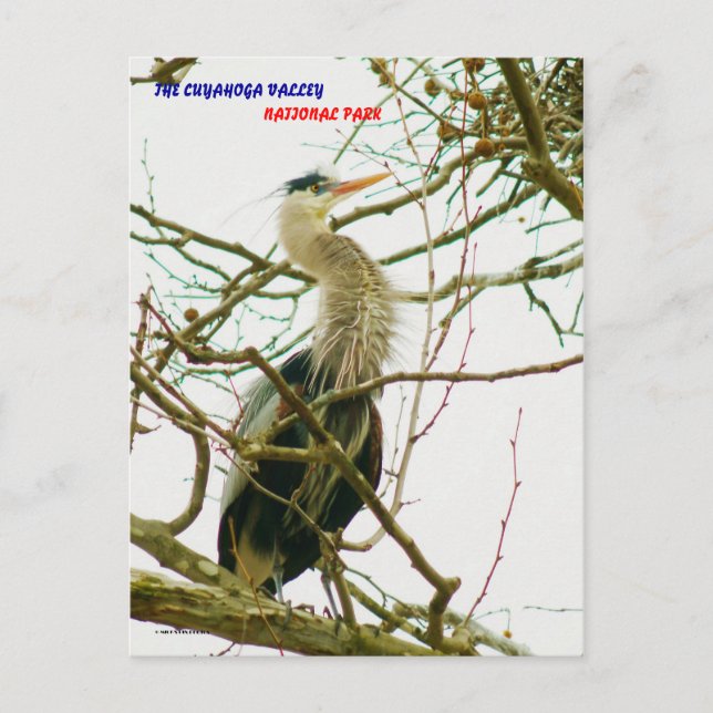 POSTAL 040111-145-APS (Anverso)