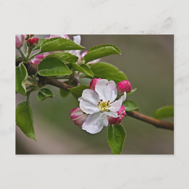 Postal 04 Apple Blossoms Winchester VA Postcard (Anverso)