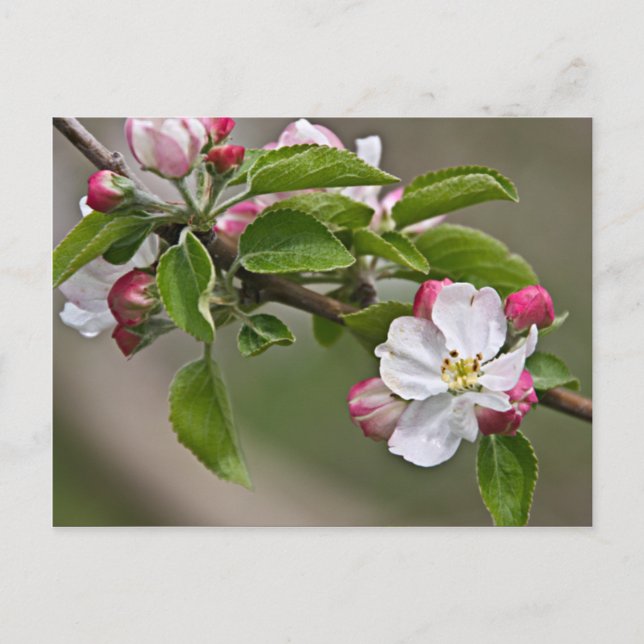 Postal 05 Apple Blossoms Winchester VA Postcard (Anverso)
