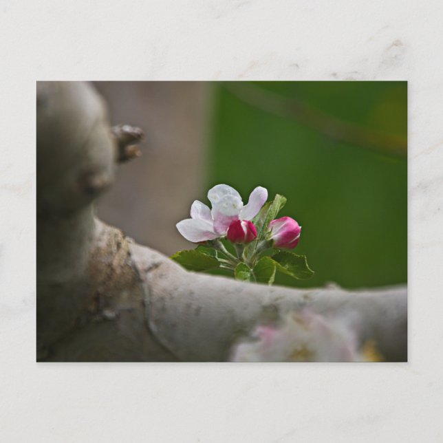 Postal 06 Apple Blossoms Winchester VA Postcard (Anverso)