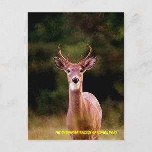 POSTAL 070306-34-APC