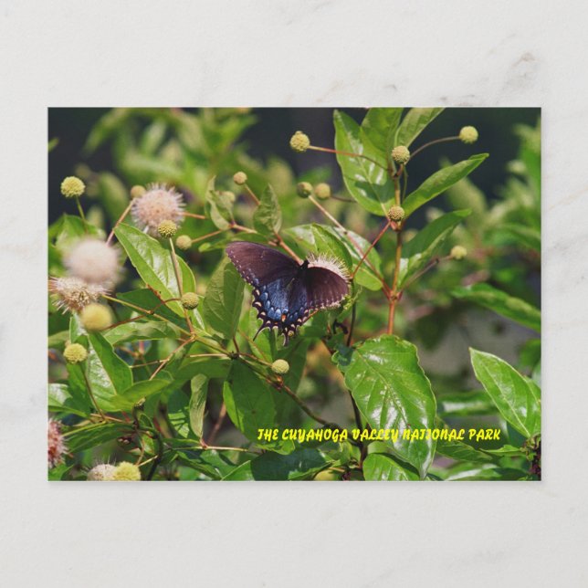 POSTAL 080706-6PC (Anverso)