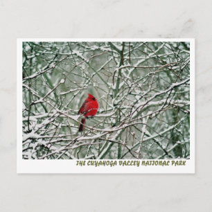 POSTAL 080806-25-APC