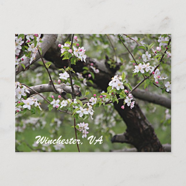 Postal 09 Apple Blossoms Winchester VA Postcard (Anverso)