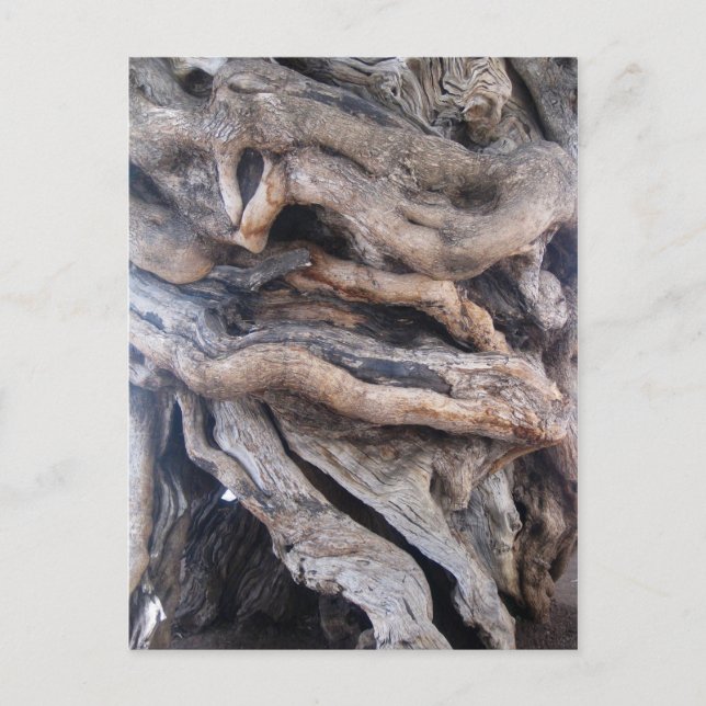 Postal 1000 Jahre älter Olivenbaum (Anverso)