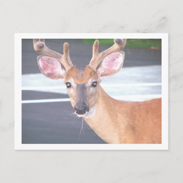 POSTAL 100_0606 (Anverso)