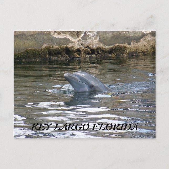 POSTAL 100_8578, CLAVE LARGO FLORIDA (Anverso)