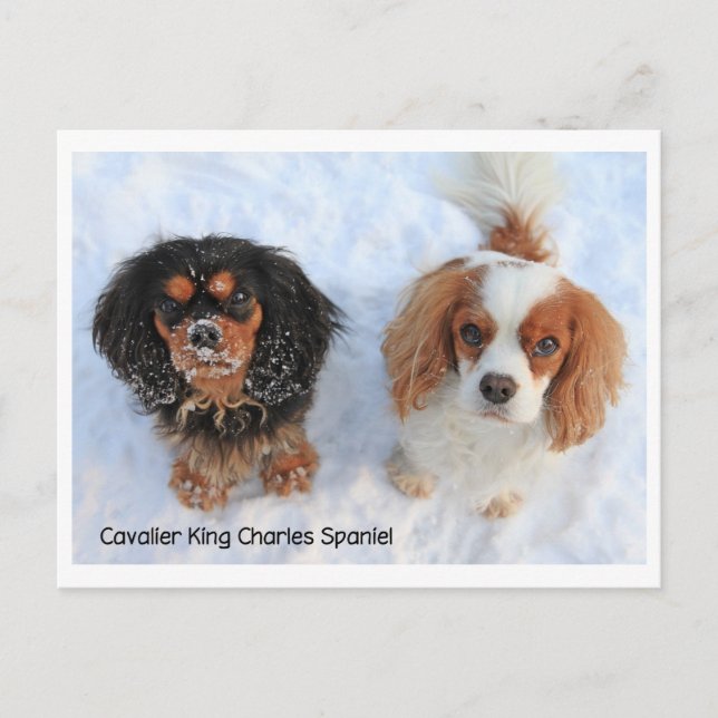 Postal 1011-M-swissdoggies 6 (Anverso)