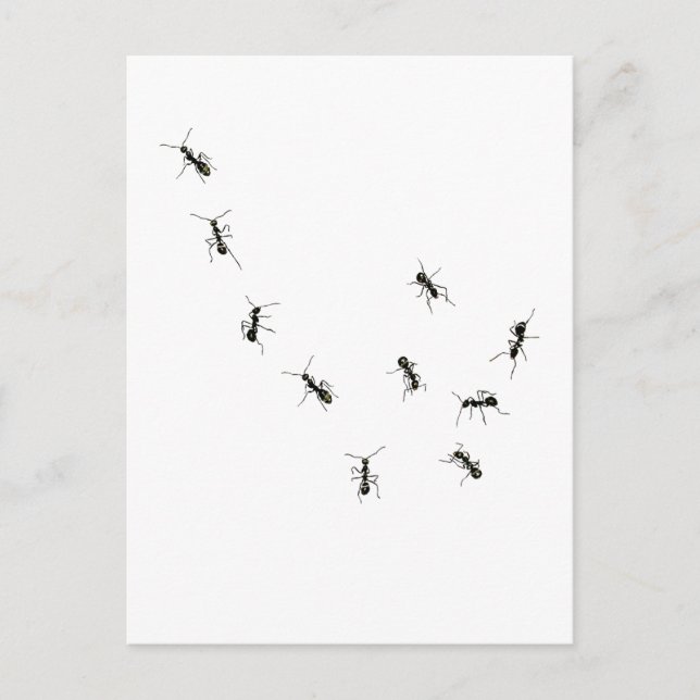 Postal 10 hormigas (Anverso)