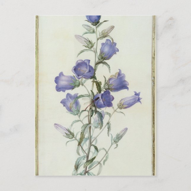 Postal 15:Campanula: Medio 1787 (Anverso)