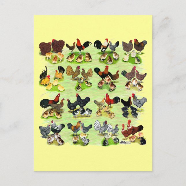 Postal 16 Chicken Families (Anverso)
