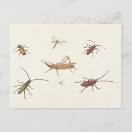 Postal 17.º bosquejo Bella Artes de siete insectos difere