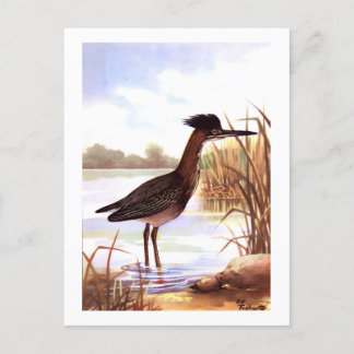 Postal 1926 Vintage TODHUNTER BIRDS "GREEN HERON" firmada