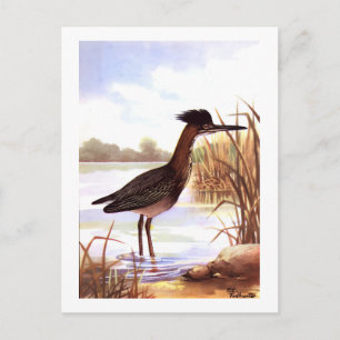 Postal 1926 Vintage TODHUNTER BIRDS "GREEN HERON" firmada