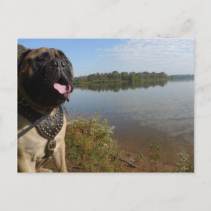 Postal 1 de Bullmastiff "Pablo"