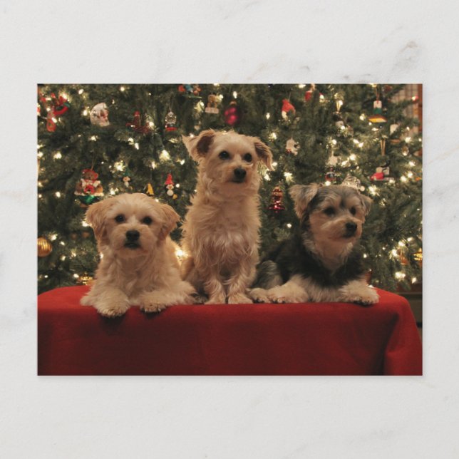 Postal 1 del navidad del perrito (Anverso)