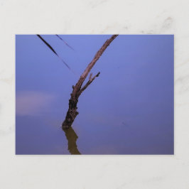 Postal #1-Etang de Scamandre en Camargue.