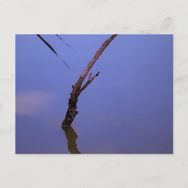 Postal #1-Etang de Scamandre en Camargue. (Anverso)