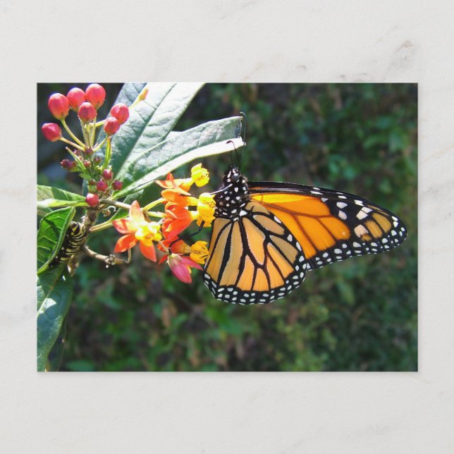 POSTAL 2008_0109_114022 (Anverso)