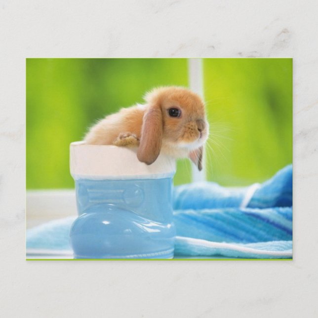 Postal 20_baby_Animales (4) BABY BUNNY RABBBIT blue green (Anverso)