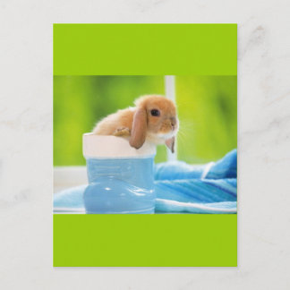 Postal 20_baby_Animales (4) BABY BUNNY RABBBIT blue green