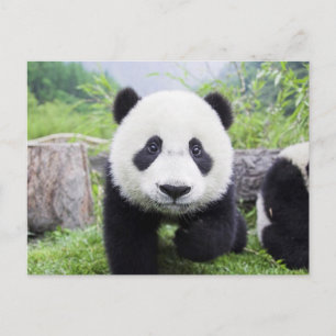 Postal 20_baby_Animales (9) ANIMALES CUTÁNEOS DE PANDA CU
