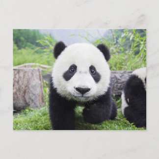 Postal 20_baby_Animales (9) ANIMALES CUTÁNEOS DE PANDA CU