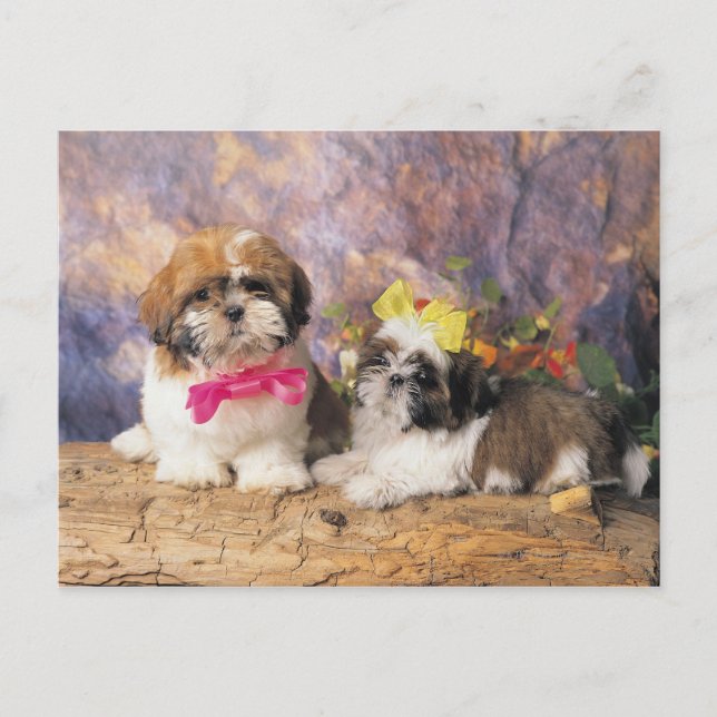 POSTAL 24095243 (Anverso)