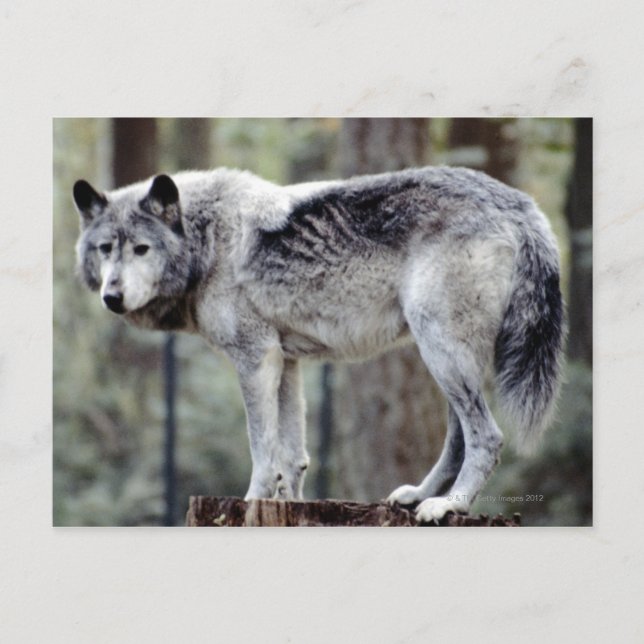 POSTAL 24114488 (Anverso)