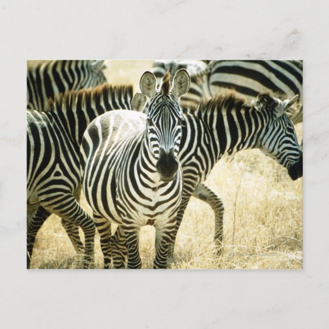 POSTAL 24123844 (Anverso)