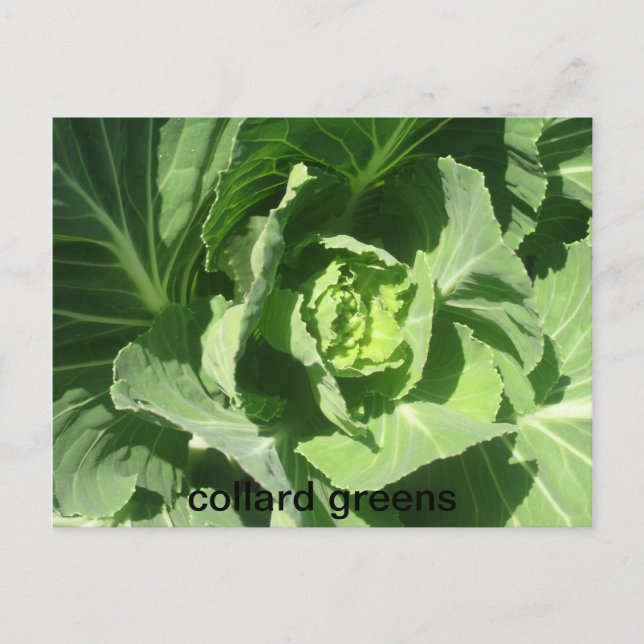 Postal 28 feb. 193, colard greens (Anverso)