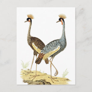 Postal 2 Crane Birds Vintage Art Postcard