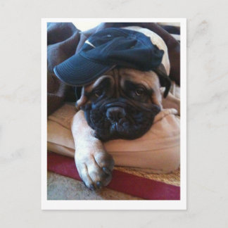 Postal 2 de Bullmastiff Pablo