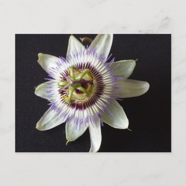 Postal 2 ene. - brainfart educado (Anverso)