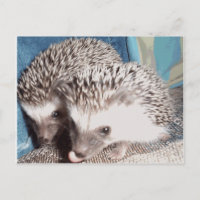 2 erizos adorables