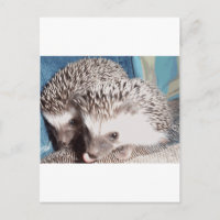 2 erizos adorables