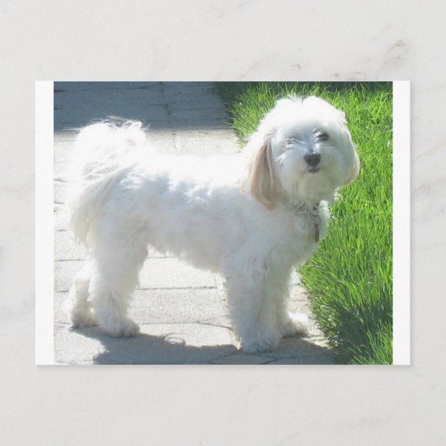 Postal 2 Havanese completo.png (Anverso)