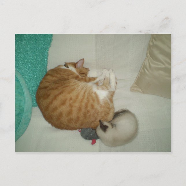 Postal 2 Kitties y un ratón (Anverso)