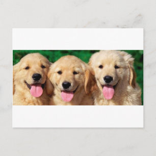 Postal 3 Amigos