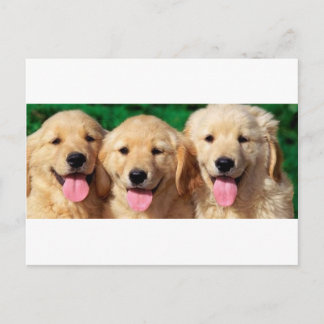 Postal 3 Amigos