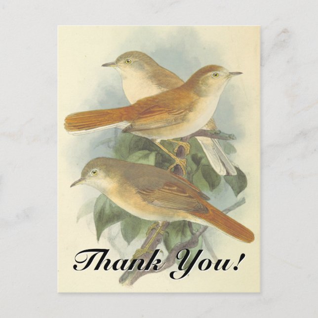 Postal 3 Aves encaramadas en una sucursal "¡Gracias!" Pos (Anverso)