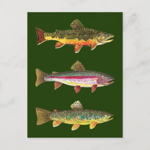 Postal 3 Bella trucha - Brook, Rainbow, Brown