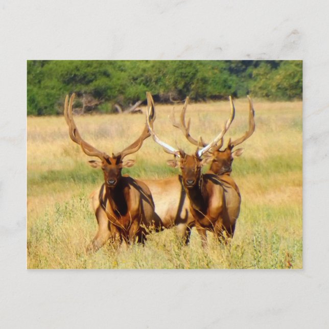 Postal 3 Bulls (Elk) (Anverso)