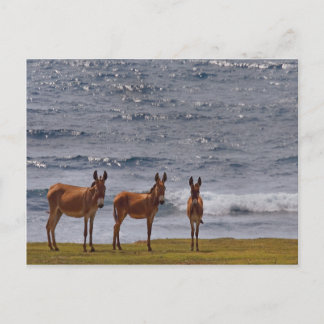 Postal 3 burros salvajes a orillas del mar