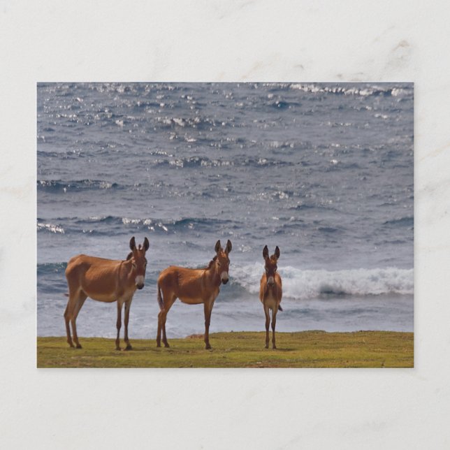 Postal 3 burros salvajes a orillas del mar (Anverso)