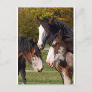 Postal 3 Cabeceras de Clydesdale