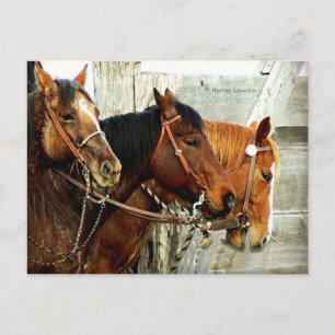 Postal 3 cabezas de caballo