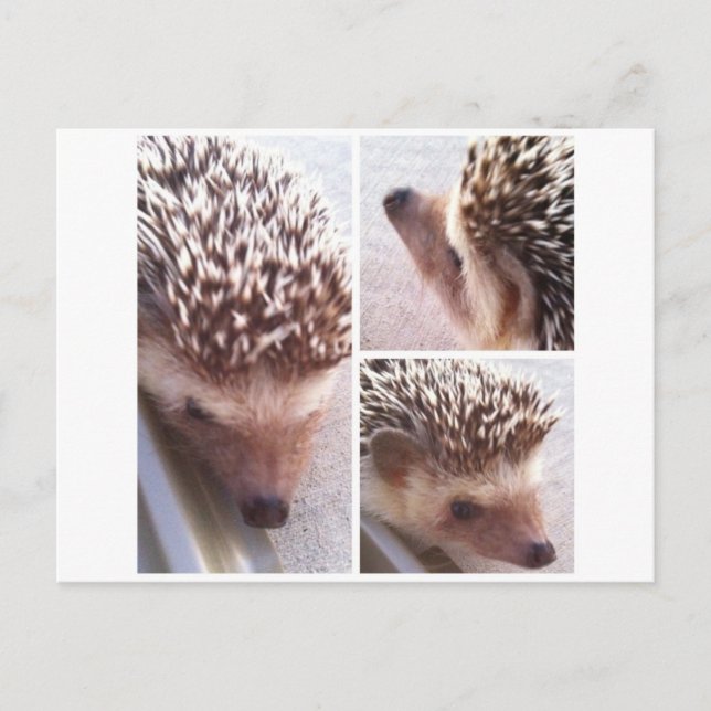 Postal 3 cierres, Spike (Anverso)