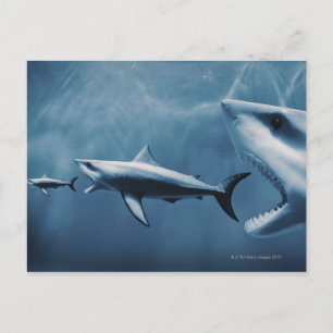 Postal 3 Grandes tiburones blancos (Carcharodon carcharia